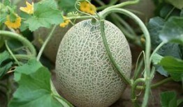 江西网红鹅吃哈密瓜,哈密瓜成新宠！